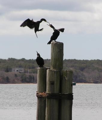 u26/onastone2/medium/43478163.Cormorants.jpg