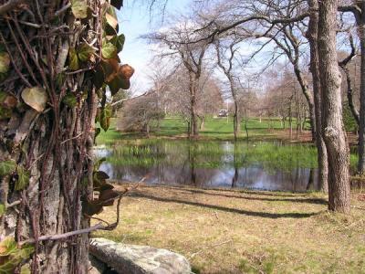 Tree Ivy   Pond.JPG
