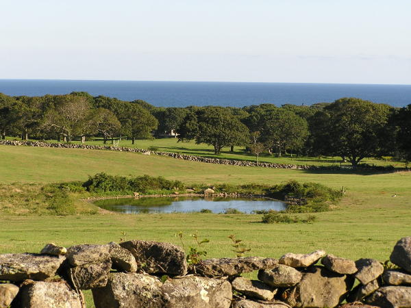 Middle Road View Atlantic Ocean in background.JPG