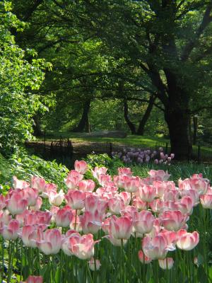 Tulips