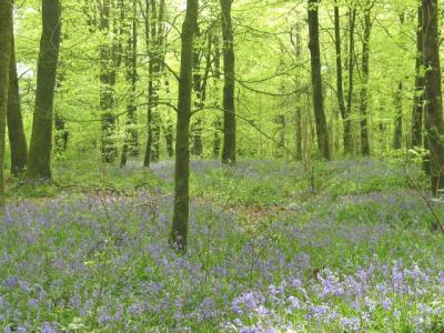 a meadow of bluebells