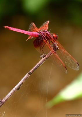 red dragonfly 1.