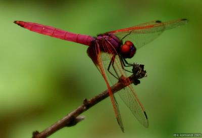 red dragonfly 2.