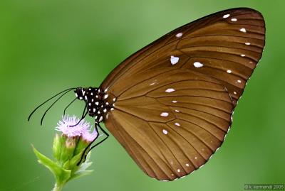 butterfly 6.