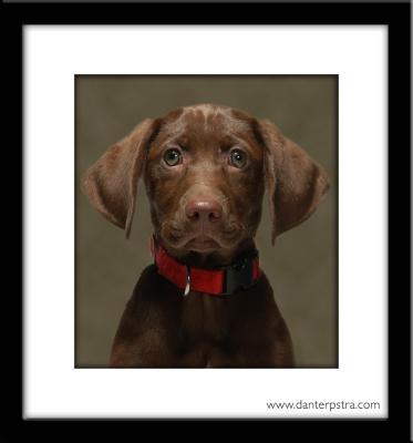 ChloieBrown Puppy