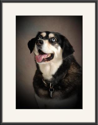 Sheba_8226.jpg