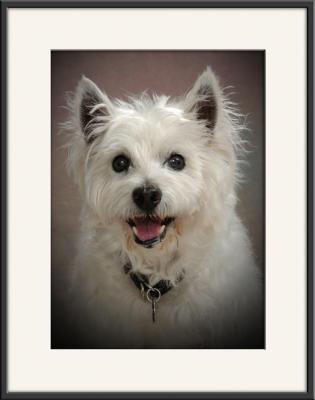 Sparky_8140.jpg