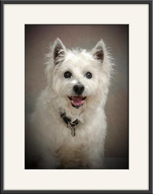 Sparky_8146.jpg