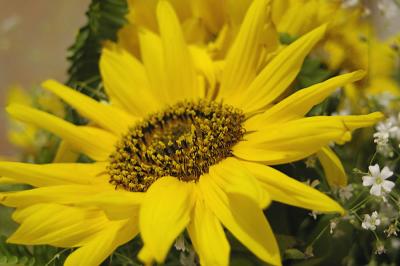yellow0038.jpg