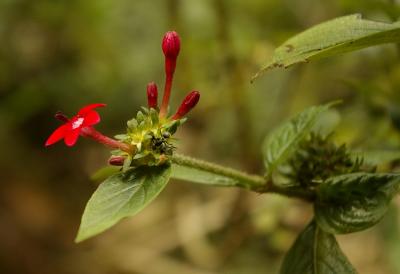 Red flower and ant.jpg