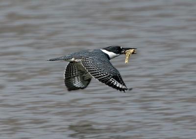  Belted Kingfisher