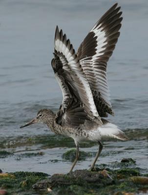 Willet