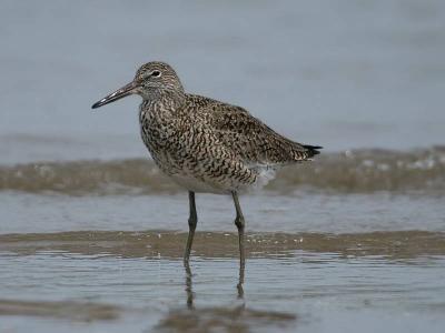 Willet