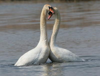 Mute Swans in love