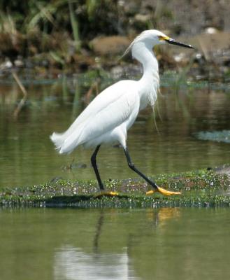 Snowy Egret