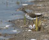 Spotted Sandpiper