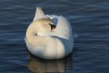 Mute Swan