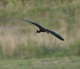 Glossy Ibis