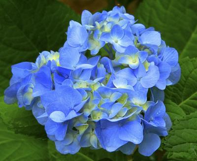 05 29 05  blue flower FZ 20.jpg