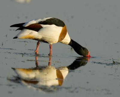 Common shelduck