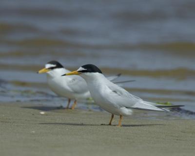 Little Tern