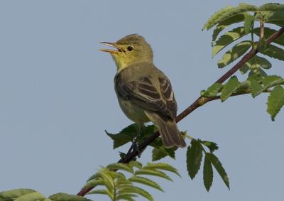 Icterine Warbler