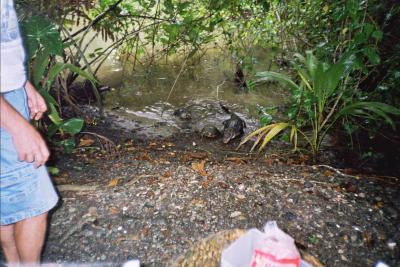 manglar: caiman y tortugas carnivoras