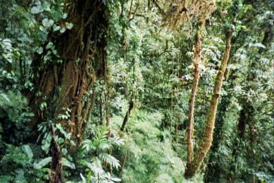 espesor selva de Monteverde