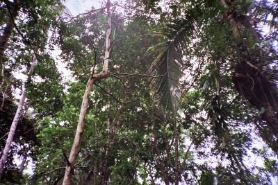 trogon de Baird, macho y hembra