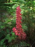 Snow Plant