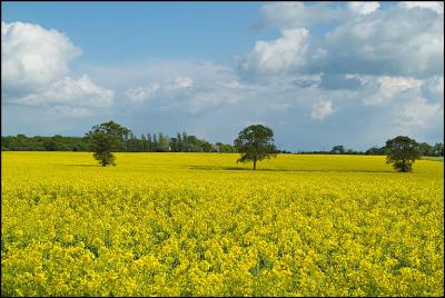 rape field and three trees.jpg