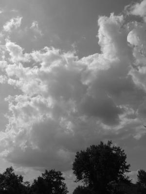 treeline.JPG