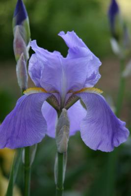 lavenderiris.jpg