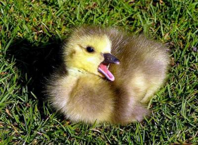 Baby  Geese