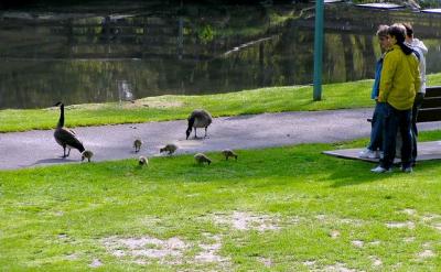 One  Family  Enjoy  another  Family.