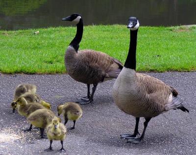 Happy  Family.
