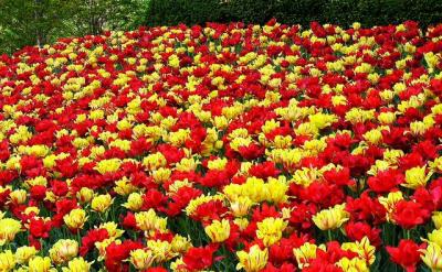 Carpet of Dulips