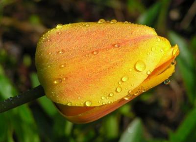   Macro