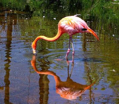 Flamingo