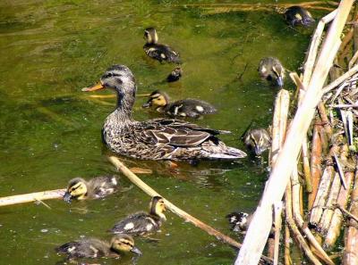Mother and  Chicks