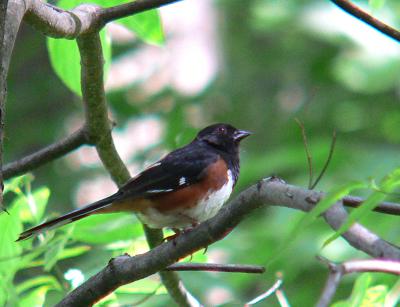 Towhees, Sparrows, and Cardinals