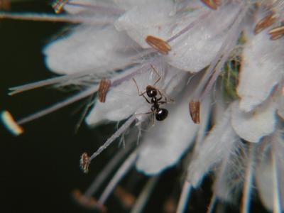 ant.JPG