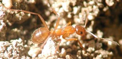 ant.JPG