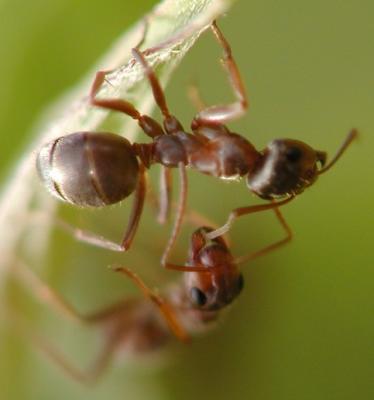 ant.JPG