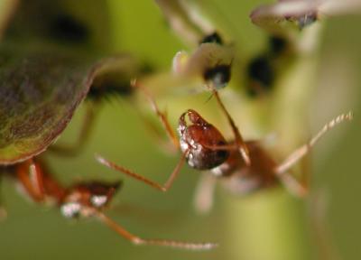 ant and aphid.JPG