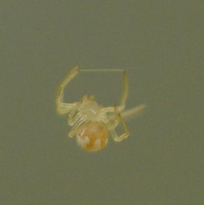 spider.JPG