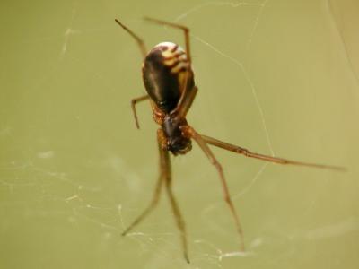 spider.JPG