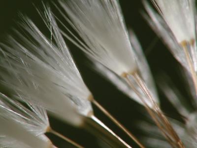 dandelion puff 02.JPG