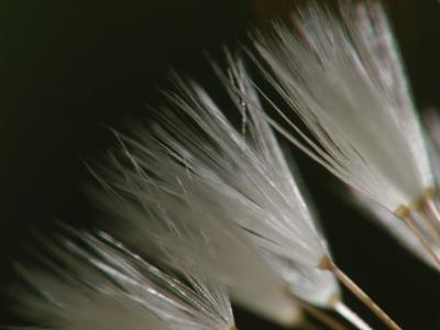 dandelion puff 03.JPG