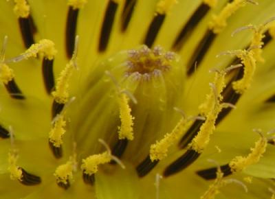 Yellow Flowers